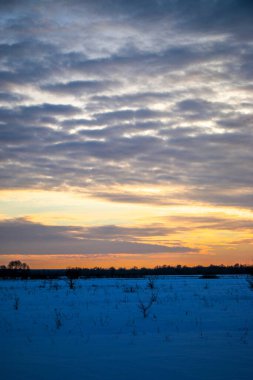 Güzel renkli günbatımı kış manzarası. Mor ve pembe renklerle kaplı kar tarlaları. Ağaçların siluetleri ve parlak kar. Karda kurutulmuş bitkiler..