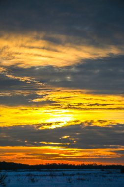 Güzel renkli günbatımı kış manzarası. Mor ve pembe renklerle kaplı kar tarlaları. Ağaçların siluetleri ve parlak kar. Karda kurutulmuş bitkiler..
