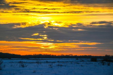 Güzel renkli günbatımı kış manzarası. Mor ve pembe renklerle kaplı kar tarlaları. Ağaçların siluetleri ve parlak kar. Karda kurutulmuş bitkiler..