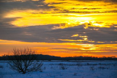 Güzel renkli günbatımı kış manzarası. Mor ve pembe renklerle kaplı kar tarlaları. Ağaçların siluetleri ve parlak kar. Karda kurutulmuş bitkiler..