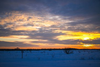 Güzel renkli günbatımı kış manzarası. Mor ve pembe renklerle kaplı kar tarlaları. Ağaçların siluetleri ve parlak kar. Karda kurutulmuş bitkiler..