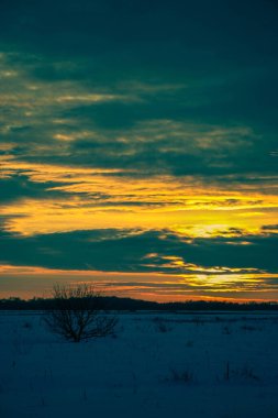 Güzel renkli günbatımı kış manzarası. Mor ve pembe renklerle kaplı kar tarlaları. Ağaçların siluetleri ve parlak kar. Karda kurutulmuş bitkiler..