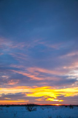 Güzel renkli günbatımı kış manzarası. Mor ve pembe renklerle kaplı kar tarlaları. Ağaçların siluetleri ve parlak kar. Karda kurutulmuş bitkiler..