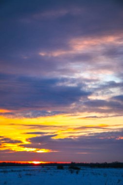 Güzel renkli günbatımı kış manzarası. Mor ve pembe renklerle kaplı kar tarlaları. Ağaçların siluetleri ve parlak kar. Karda kurutulmuş bitkiler..