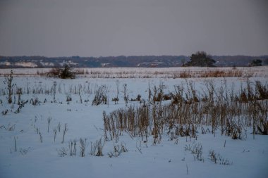Gün batımında pembe ve mor renkli karlı bir tarlada kuru çimen siluetleri. Güzel kış arka planı.