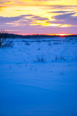 Güzel renkli günbatımı kış manzarası. Mor ve pembe renklerle kaplı kar tarlaları. Ağaçların siluetleri ve parlak kar. Karda kurutulmuş bitkiler..