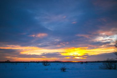Güzel renkli günbatımı kış manzarası. Mor ve pembe renklerle kaplı kar tarlaları. Ağaçların siluetleri ve parlak kar. Karda kurutulmuş bitkiler..