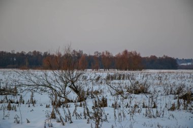 Gün batımında pembe ve mor renkli karlı bir tarlada kuru çimen siluetleri. Güzel kış arka planı.