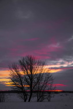 Güzel renkli günbatımı kış manzarası. Mor ve pembe renklerle kaplı kar tarlaları. Ağaçların siluetleri ve parlak kar. Karda kurutulmuş bitkiler..