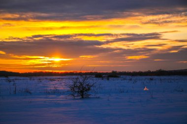 Güzel renkli günbatımı kış manzarası. Mor ve pembe renklerle kaplı kar tarlaları. Ağaçların siluetleri ve parlak kar. Karda kurutulmuş bitkiler..