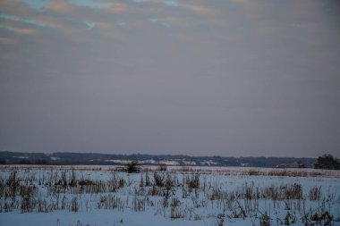 Gün batımında pembe ve mor renkli karlı bir tarlada kuru çimen siluetleri. Güzel kış arka planı.
