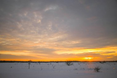 Güzel renkli günbatımı kış manzarası. Mor ve pembe renklerle kaplı kar tarlaları. Ağaçların siluetleri ve parlak kar. Karda kurutulmuş bitkiler..
