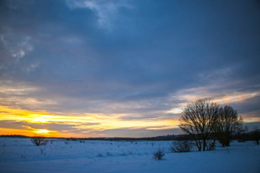 Güzel renkli günbatımı kış manzarası. Mor ve pembe renklerle kaplı kar tarlaları. Ağaçların siluetleri ve parlak kar. Karda kurutulmuş bitkiler..