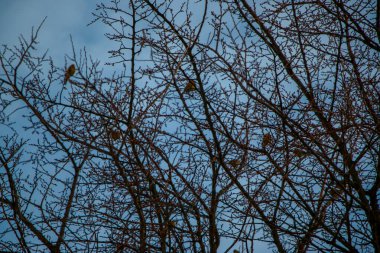 Ağaçların siluetleri, parlak renkli bir günbatımının arka planında birbirine dolanmış dalların güzel dokusu.