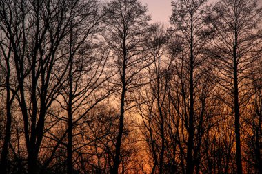 Ağaçların siluetleri, parlak renkli bir günbatımının arka planında birbirine dolanmış dalların güzel dokusu.