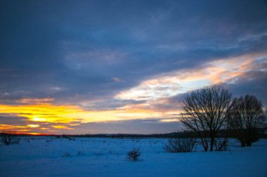 Güzel renkli günbatımı kış manzarası. Mor ve pembe renklerle kaplı kar tarlaları. Ağaçların siluetleri ve parlak kar. Karda kurutulmuş bitkiler..