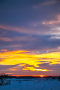 Güzel renkli günbatımı kış manzarası. Mor ve pembe renklerle kaplı kar tarlaları. Ağaçların siluetleri ve parlak kar. Karda kurutulmuş bitkiler..