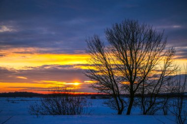 Güzel renkli günbatımı kış manzarası. Mor ve pembe renklerle kaplı kar tarlaları. Ağaçların siluetleri ve parlak kar. Karda kurutulmuş bitkiler..