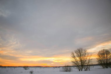 Güzel renkli günbatımı kış manzarası. Mor ve pembe renklerle kaplı kar tarlaları. Ağaçların siluetleri ve parlak kar. Karda kurutulmuş bitkiler..