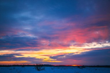 Güzel renkli günbatımı kış manzarası. Mor ve pembe renklerle kaplı kar tarlaları. Ağaçların siluetleri ve parlak kar. Karda kurutulmuş bitkiler..