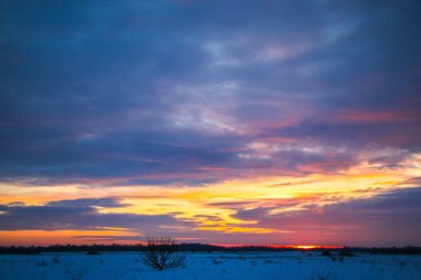 Güzel renkli günbatımı kış manzarası. Mor ve pembe renklerle kaplı kar tarlaları. Ağaçların siluetleri ve parlak kar. Karda kurutulmuş bitkiler..