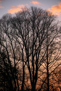 Ağaçların siluetleri, parlak renkli bir günbatımının arka planında birbirine dolanmış dalların güzel dokusu.