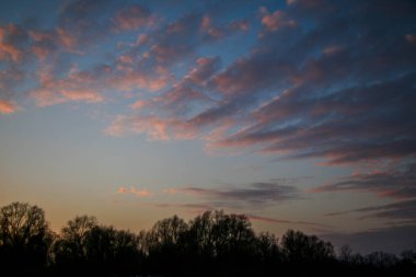 Güzel renkli Sunset kış manzarası. Mor ve pembe renkli kar tarlaları var. Ağaçların siluetleri ve parlak kar.