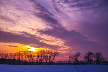 Önünde ağaçlar olan karla kaplı bir tarlanın üzerinde parlak bir kış günbatımı. Yazıtlar için güzel bir arka plan. Ukrayna, Shostka