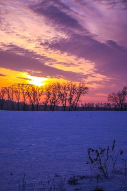 Önünde ağaçlar olan karla kaplı bir tarlanın üzerinde parlak bir kış günbatımı. Yazıtlar için güzel bir arka plan. Ukrayna, Shostka