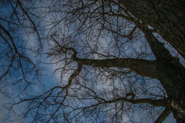 Ağaçların siluetleri, parlak renkli bir günbatımının arka planında birbirine dolanmış dalların güzel dokusu.