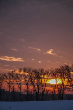 Ağaçların siluetleri, parlak renkli bir günbatımının arka planında birbirine dolanmış dalların güzel dokusu.