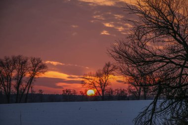Ağaçların siluetleri, parlak renkli bir günbatımının arka planında birbirine dolanmış dalların güzel dokusu.
