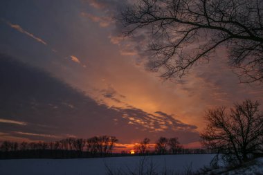 Ağaçların siluetleri, parlak renkli bir günbatımının arka planında birbirine dolanmış dalların güzel dokusu.