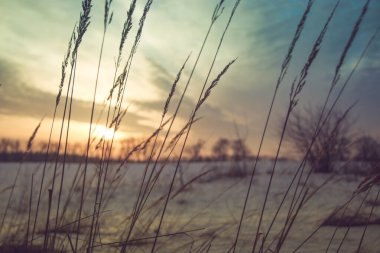 Gün batımında pembe ve mor renkli karlı bir tarlada kuru çimen siluetleri. Güzel kış arka planı.