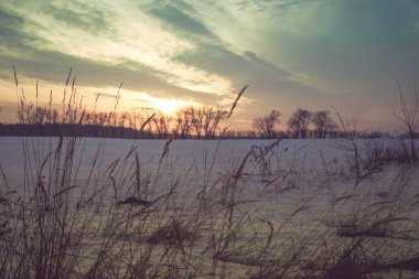Gün batımında pembe ve mor renkli karlı bir tarlada kuru çimen siluetleri. Güzel kış arka planı.