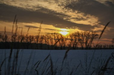 Gün batımında pembe ve mor renkli karlı bir tarlada kuru çimen siluetleri. Güzel kış arka planı.
