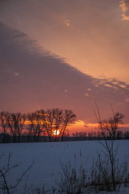 Gün batımında pembe ve mor renkli karlı bir tarlada kuru çimen siluetleri. Güzel kış arka planı.