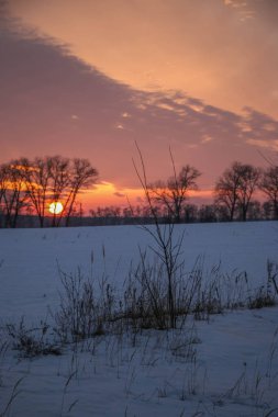 Gün batımında pembe ve mor renkli karlı bir tarlada kuru çimen siluetleri. Güzel kış arka planı.