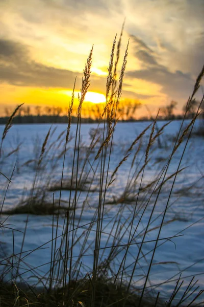 silhouettes of dry grass at sunset in a snowy field in pink and purple colors. Beautiful winter background.