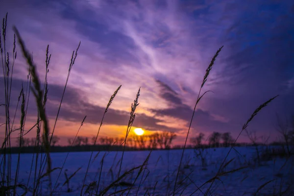 silhouettes of dry grass at sunset in a snowy field in pink and purple colors. Beautiful winter background.