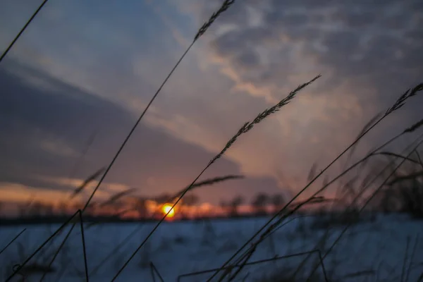 silhouettes of dry grass at sunset in a snowy field in pink and purple colors. Beautiful winter background.