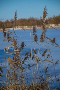 Göldeki otlar, kamış katmanı tohumları. Güneşli bir kış gününde mavi kara karşı gölde sazlar. Soyut doğal arkaplan. Tarafsız renklerle güzel bir desen. Seçici odak