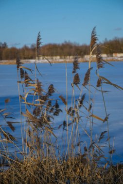Göldeki otlar, kamış katmanı tohumları. Güneşli bir kış gününde mavi kara karşı gölde sazlar. Soyut doğal arkaplan. Tarafsız renklerle güzel bir desen. Seçici odak