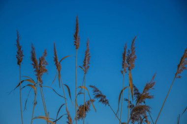 Göldeki otlar, kamış katmanı tohumları. Güneşli bir kış gününde mavi kara karşı gölde sazlar. Soyut doğal arkaplan. Tarafsız renklerle güzel bir desen. Seçici odak