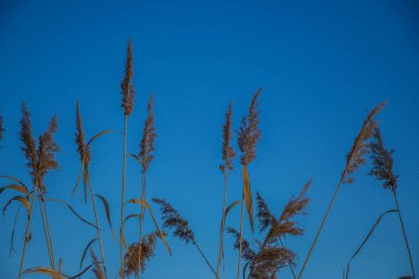 Göldeki otlar, kamış katmanı tohumları. Güneşli bir kış gününde mavi kara karşı gölde sazlar. Soyut doğal arkaplan. Tarafsız renklerle güzel bir desen. Seçici odak