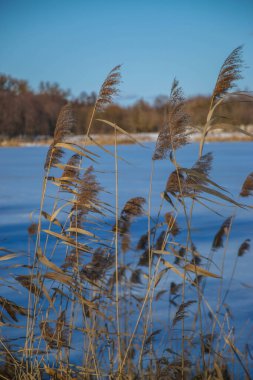 Göldeki otlar, kamış katmanı tohumları. Güneşli bir kış gününde mavi kara karşı gölde sazlar. Soyut doğal arkaplan. Tarafsız renklerle güzel bir desen. Seçici odak