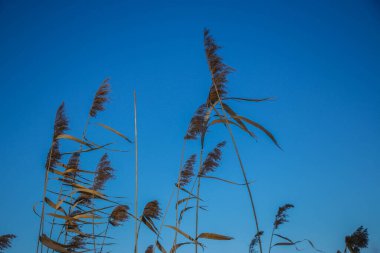 Göldeki otlar, kamış katmanı tohumları. Güneşli bir kış gününde mavi kara karşı gölde sazlar. Soyut doğal arkaplan. Tarafsız renklerle güzel bir desen. Seçici odak