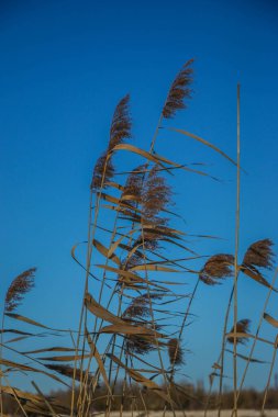 Göldeki otlar, kamış katmanı tohumları. Güneşli bir kış gününde mavi kara karşı gölde sazlar. Soyut doğal arkaplan. Tarafsız renklerle güzel bir desen. Seçici odak