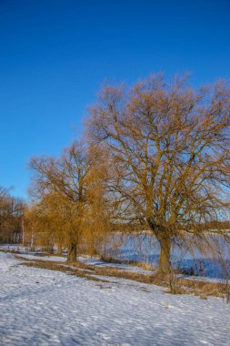 Ağaçlarla kaplı parlak karlı bir manzara. Güneşli bir bahar günü, açık mavi gökyüzü, güzel bir arka plan, doğal doku, doğal renkler..