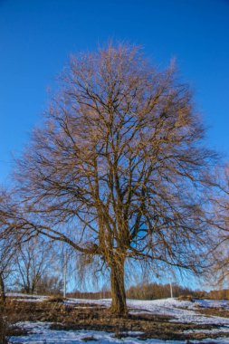 Ağaçlarla kaplı parlak karlı bir manzara. Güneşli bir bahar günü, açık mavi gökyüzü, güzel bir arka plan, doğal doku, doğal renkler..